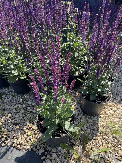 Шалфей дубравный Caradonna