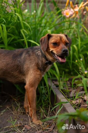 Маленькая собака в добрые руки бесплатно
