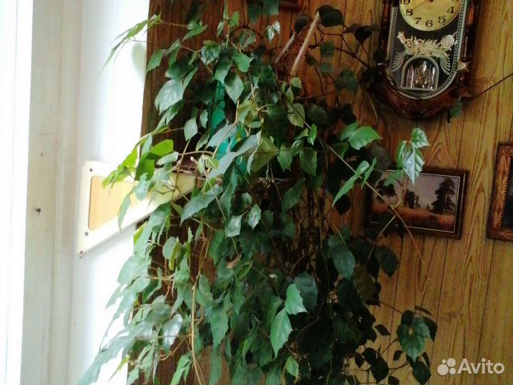 Бенджамина