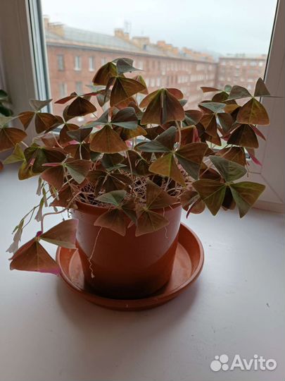 Комнатные цветы бесплатно