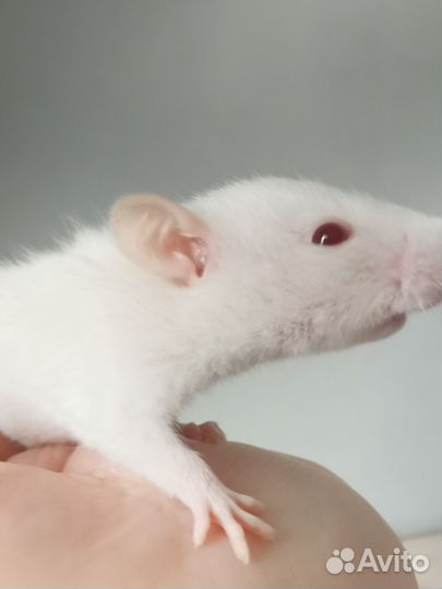 Декоративные крысята