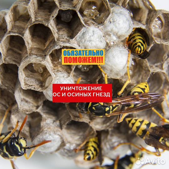 Уничтожение ос шершней короеда борщевика комаров