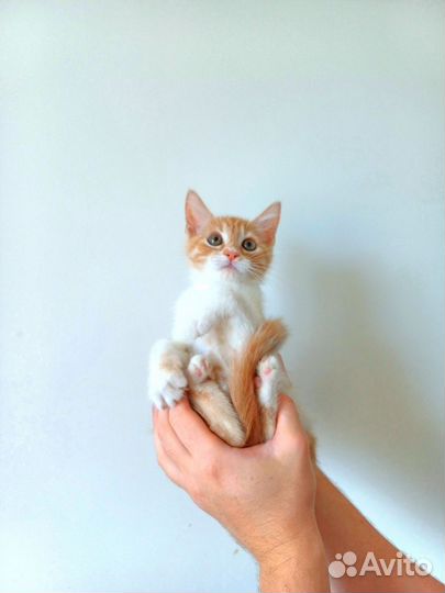 Рыжий котёнок Дэн из приюта. Доставка