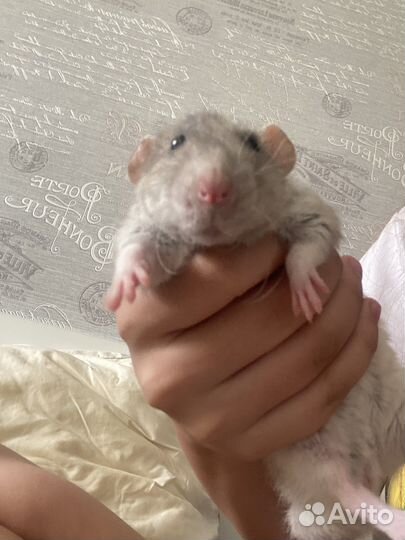 Крыса дамбо