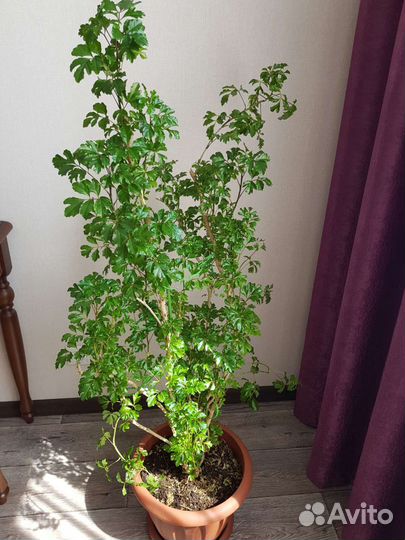 Полисциас Робл