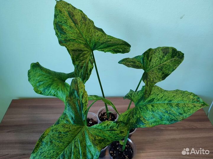 Сингониум Моттлед Мохито