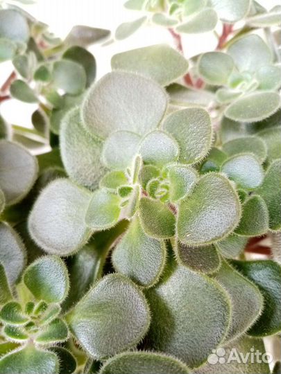 Аихризон дерево любви