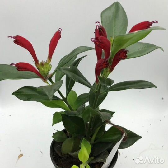 Эсхинантус кустовой 