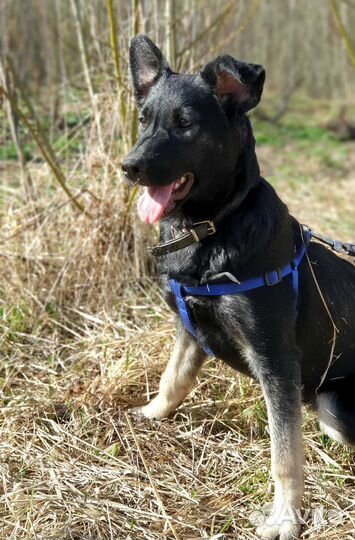 Девочка метис в добрые руки