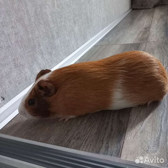 Морские свинки