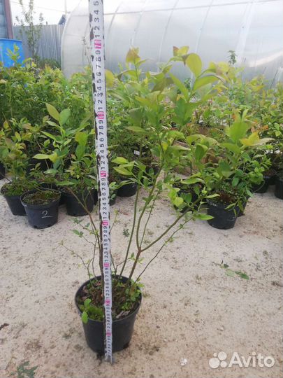 Голубика 3-х летние саженцы