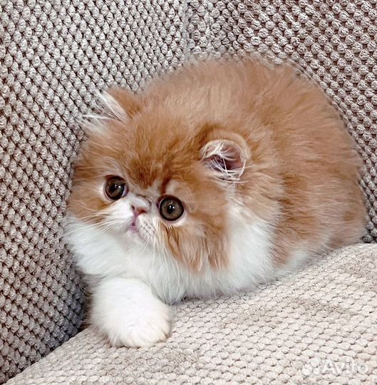 Персидская кошечка