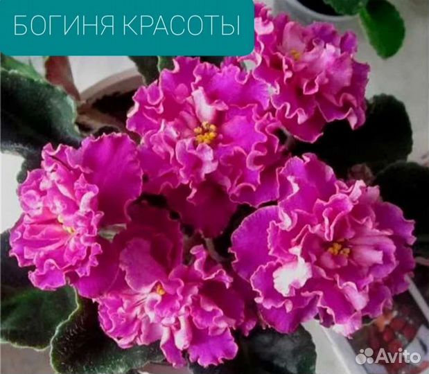 Фиалки сортовые - детки