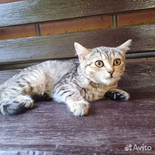 Кошка бесплатно