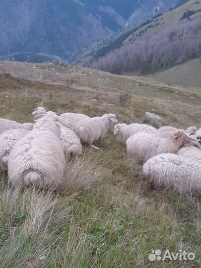 Курдючные бараны овцы