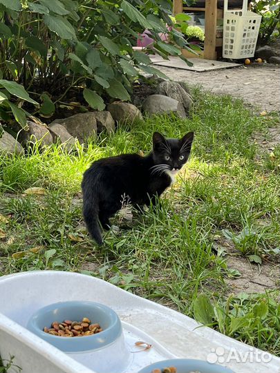 Верная подруга нуждается в любви и заботе