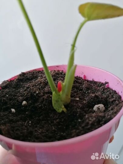 Антуриум коралл крупноцветковый