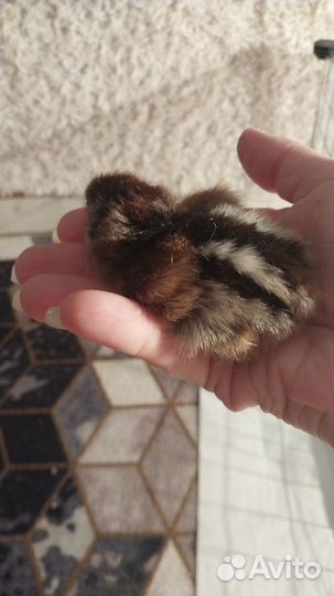 Цыплята микс мясояичных пород