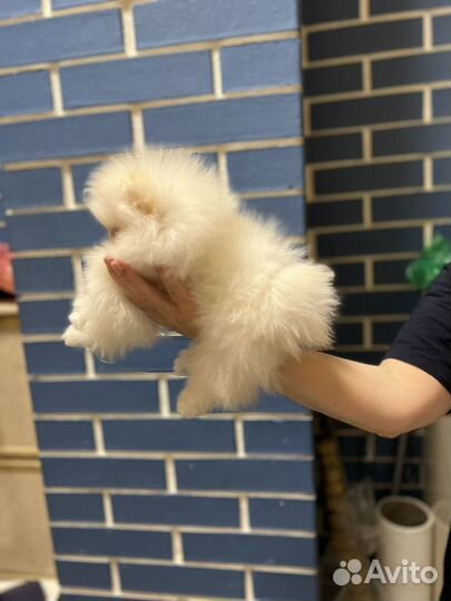 Померанский шпиц мини мальчик