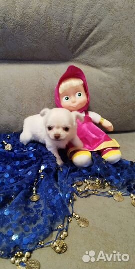 Продаются щенки чихуахуа