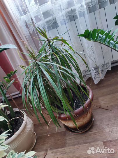 Замиокулькас и драцена