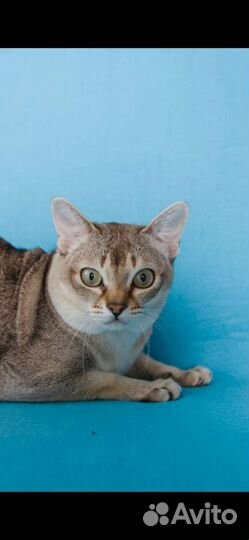 Сингапурский кот