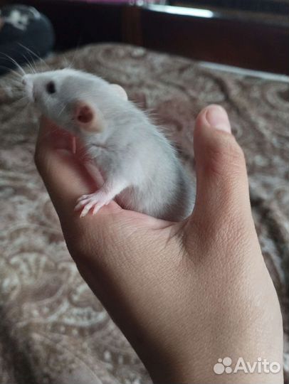 Крыски Дамбо