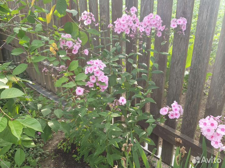 Флоксы кусты и делянки