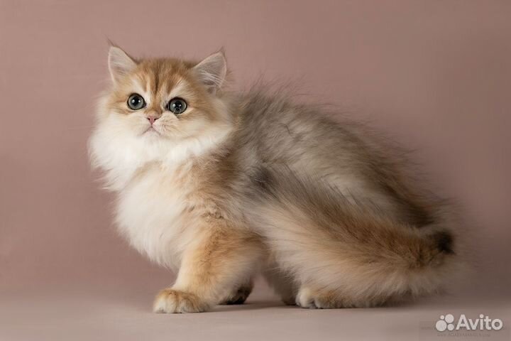 Девочка золотая британская длинношерстная шиншила