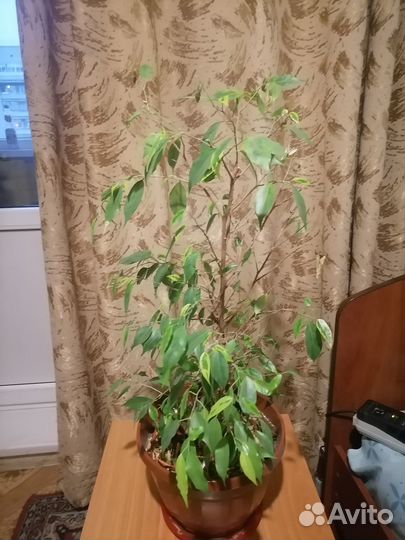 Комнатные растения цветы большие