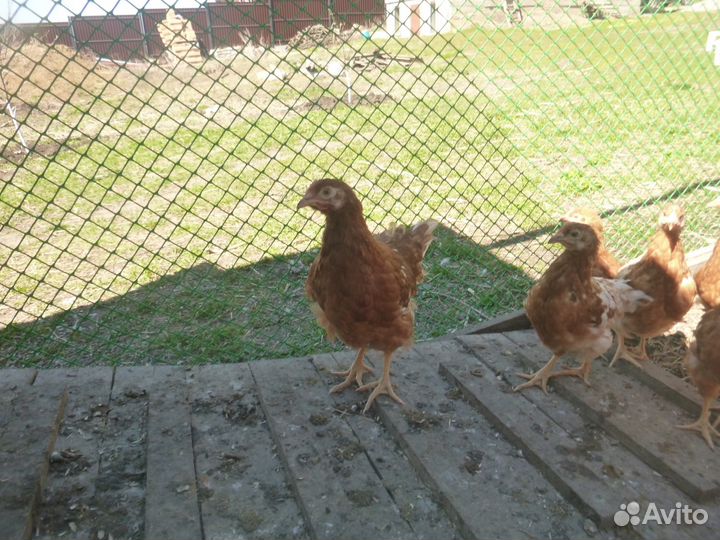 Молодняк кур несушек.разных пород
