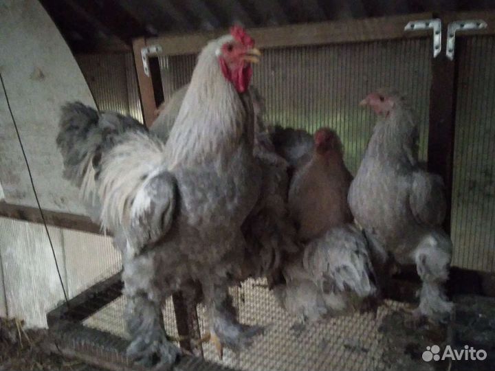 Куры и цыплята Брама Изабелла