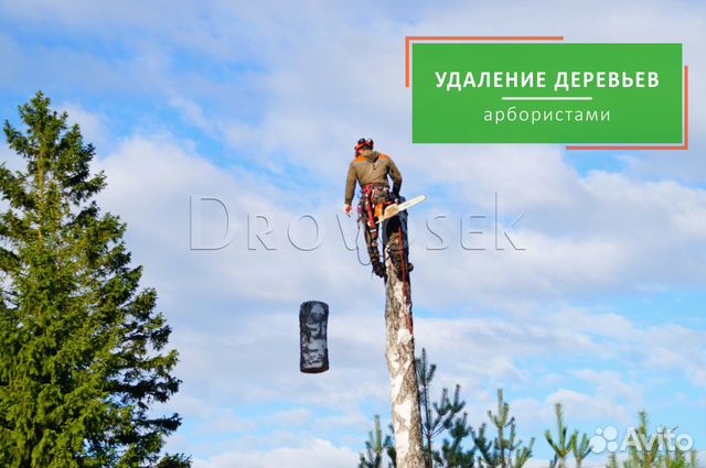 Вырубка, обрезка и удаление деревьев в Коломне