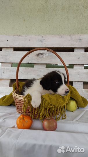 Спаниель в добрые руки