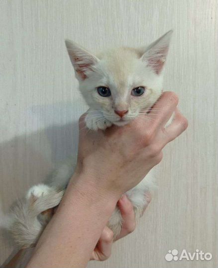 Котик в дар