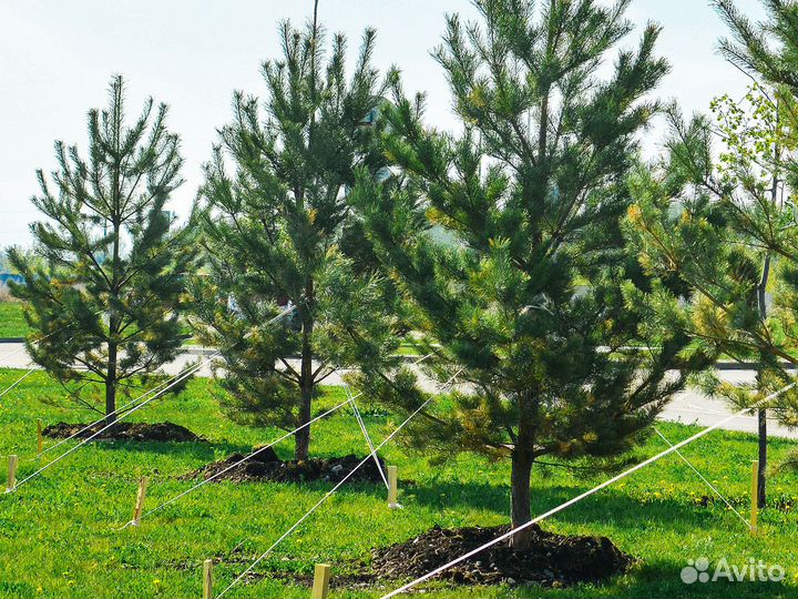 Сосна для посадки. Гарантия 6 мес