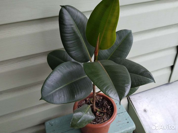 Алоэ, алоэ Вера, монстера, фикус, ледебурия