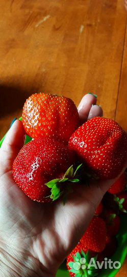 Принимаю заказы на саженцы клубники