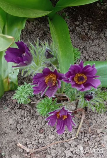 Семена прострела