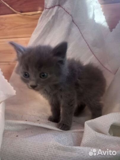 Сибирские котята
