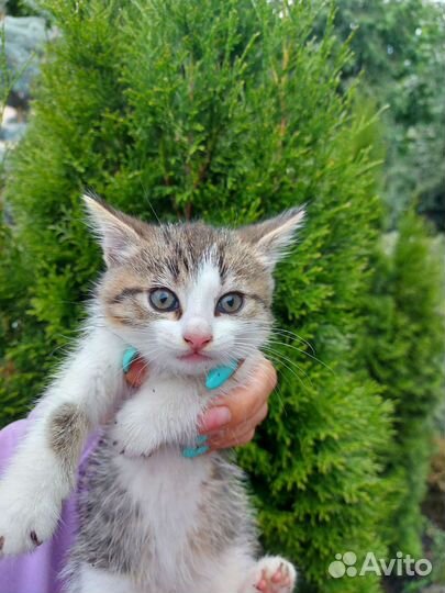 Кошка в дар