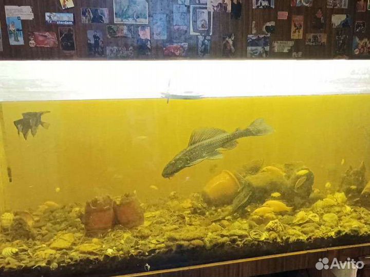 Сом Парчовый Птеригоплихт