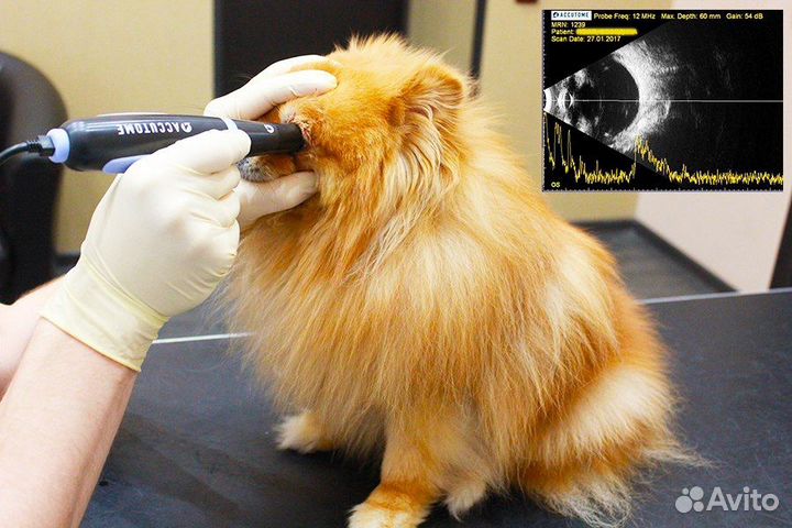 Ветеринар на дом. Ветеринарный врач