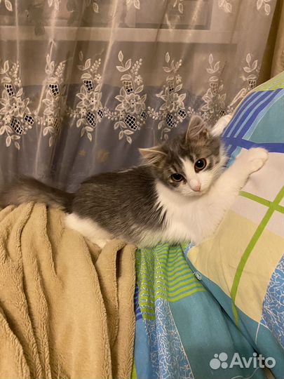 Котенок девочка 6 мес