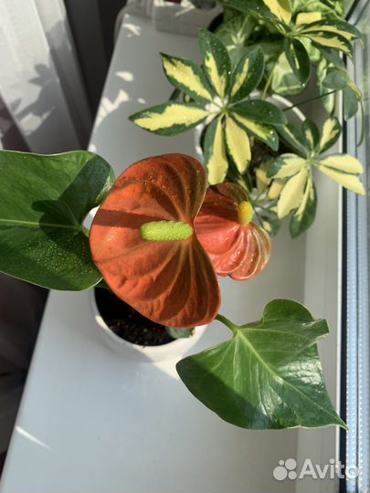 Антуриум оранж