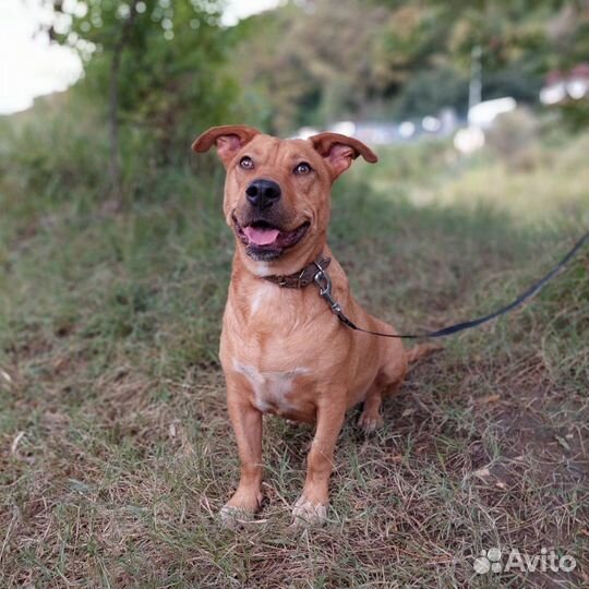 Собаки мелкой породы разные