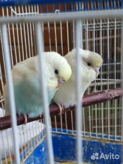 Попугайчики домашнего разведения