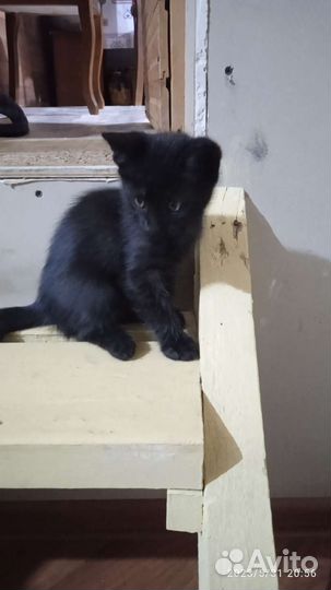 Котята в добрые руки приучены к лотку