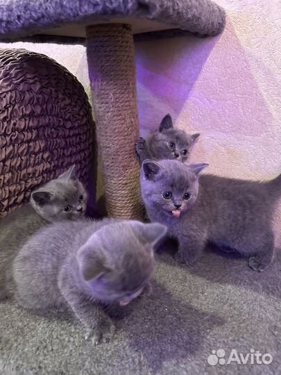 Продажа шотландских котят