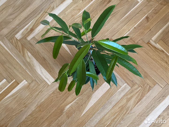 Алоэ, каланхоэ, Фикус Али, Бенджамина